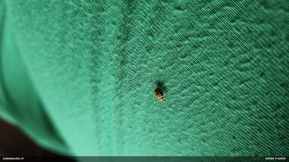 Melndzeltenā sēņmārīte