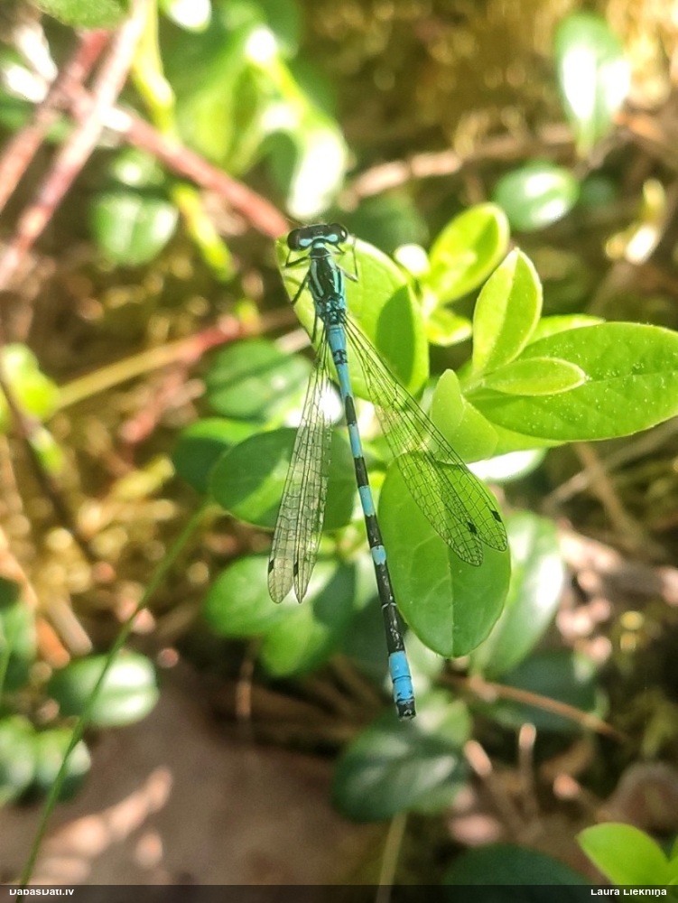 Zaļganā krāšņspāre