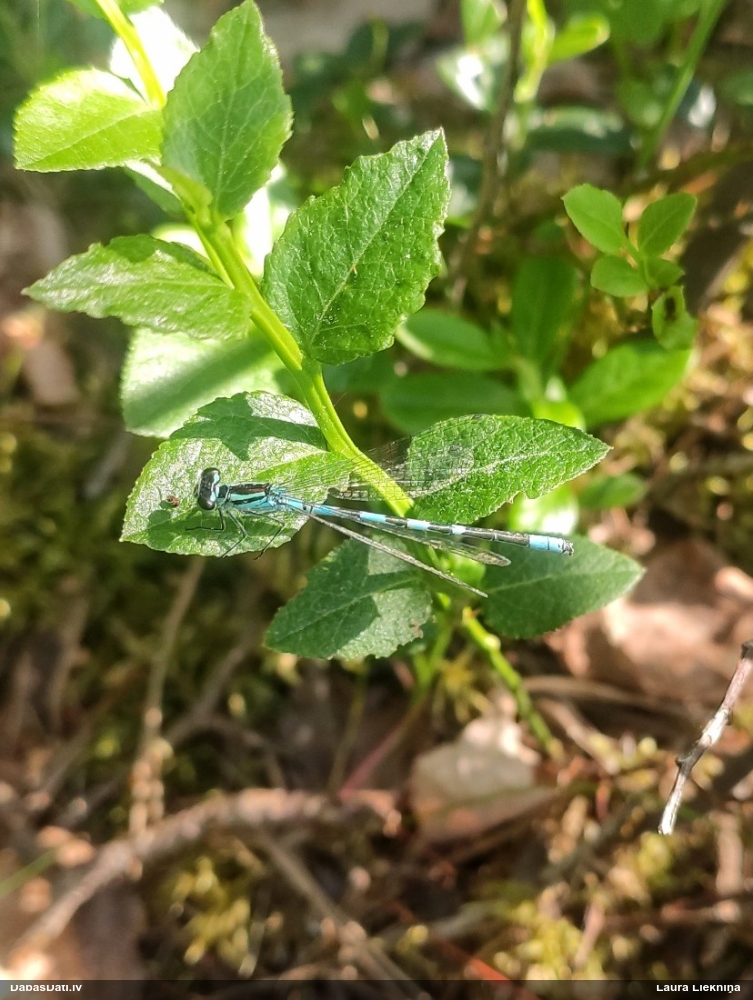 Zaļganā krāšņspāre