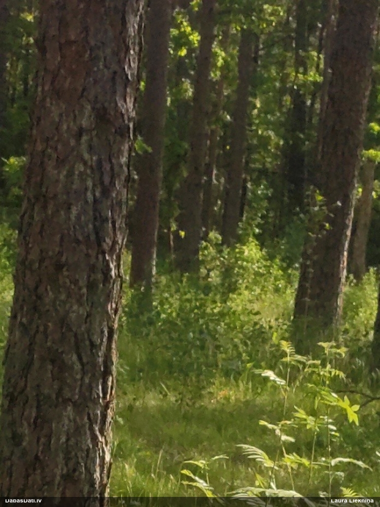 европейская косуля