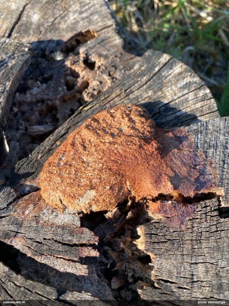 Rūsganais ragansviests