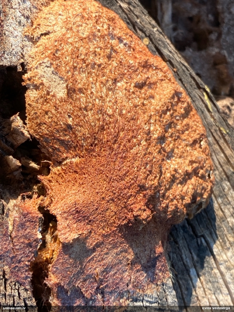 Rūsganais ragansviests