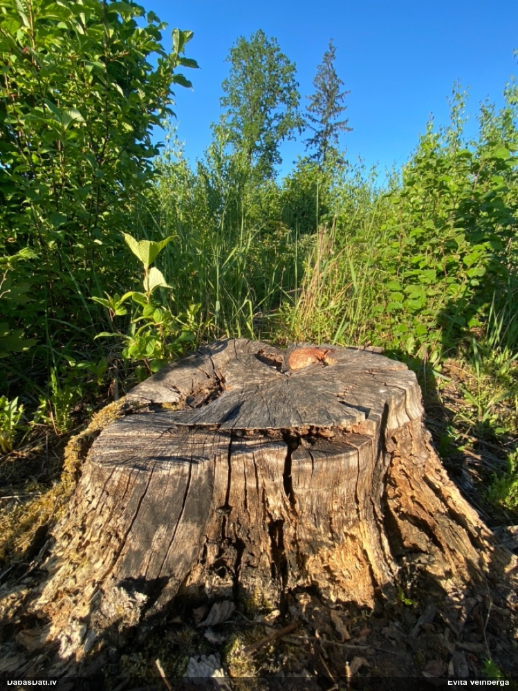 Rūsganais ragansviests