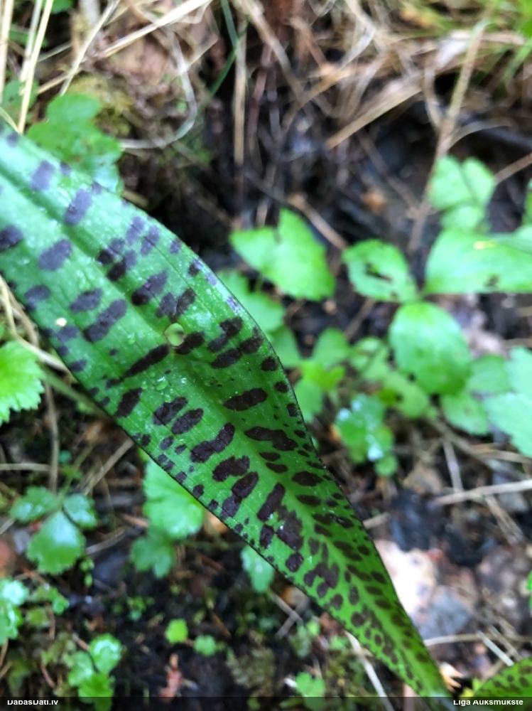 пальчатокоренник балтийский