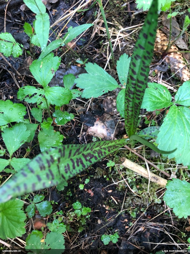 пальчатокоренник балтийский