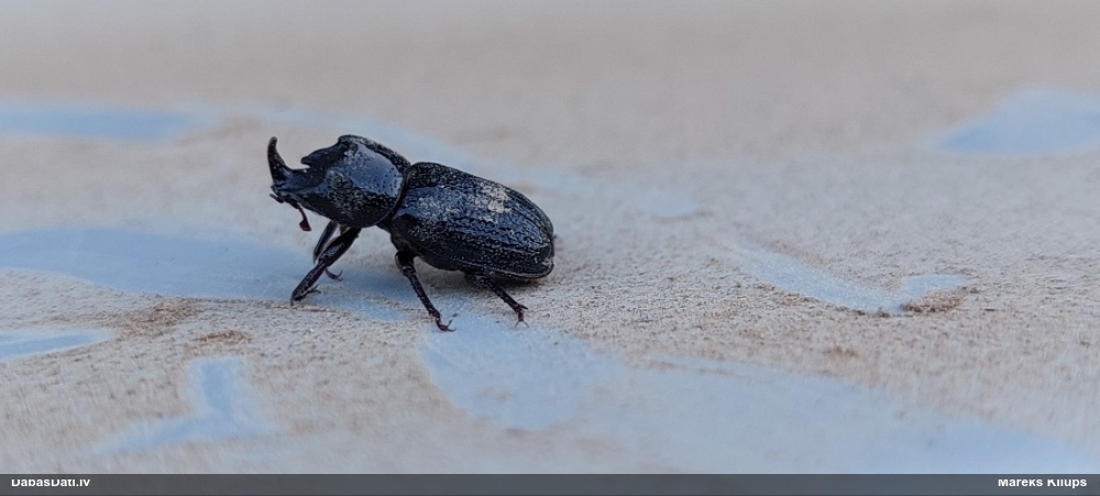 Mazā (vienraga) briežvabole