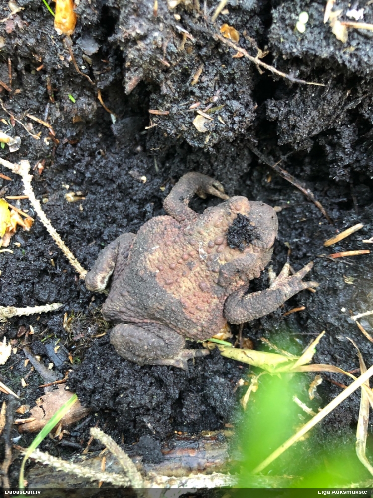 обыкновенная жаба