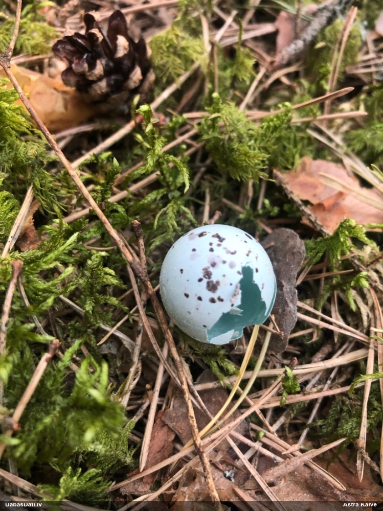 певчий дрозд