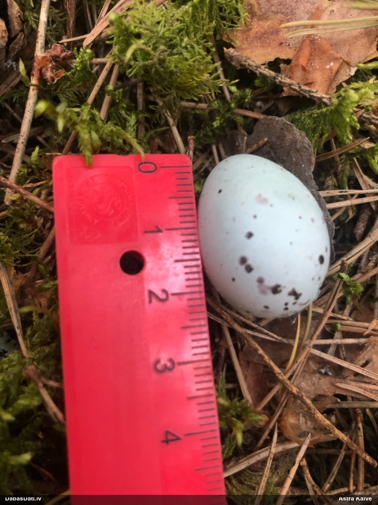 певчий дрозд