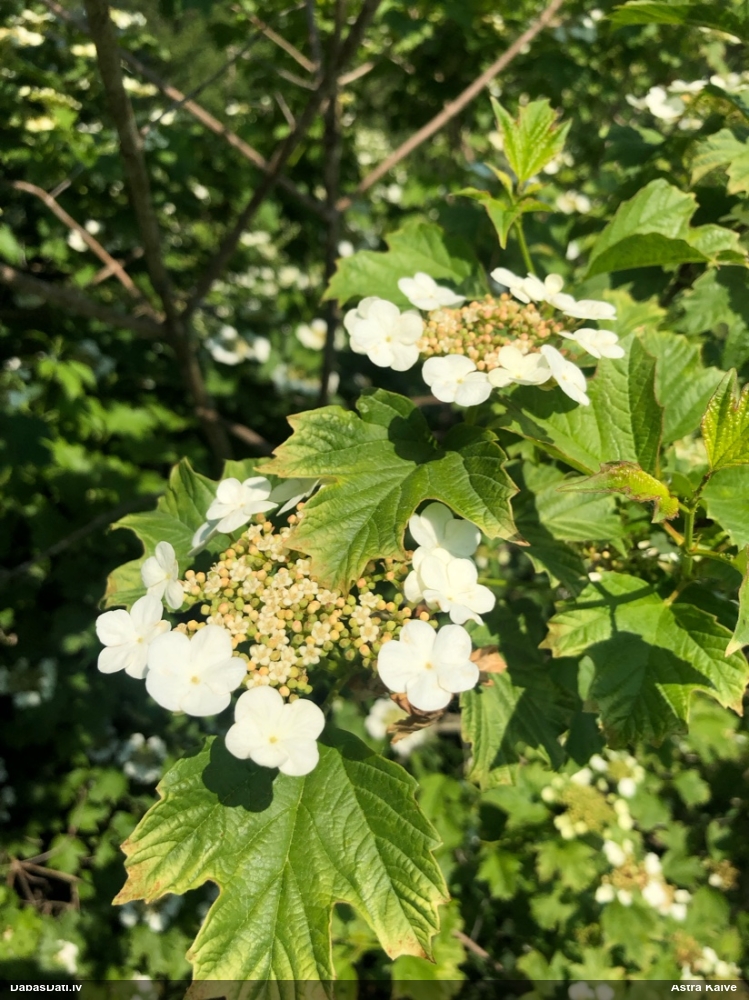 калина обыкновенная