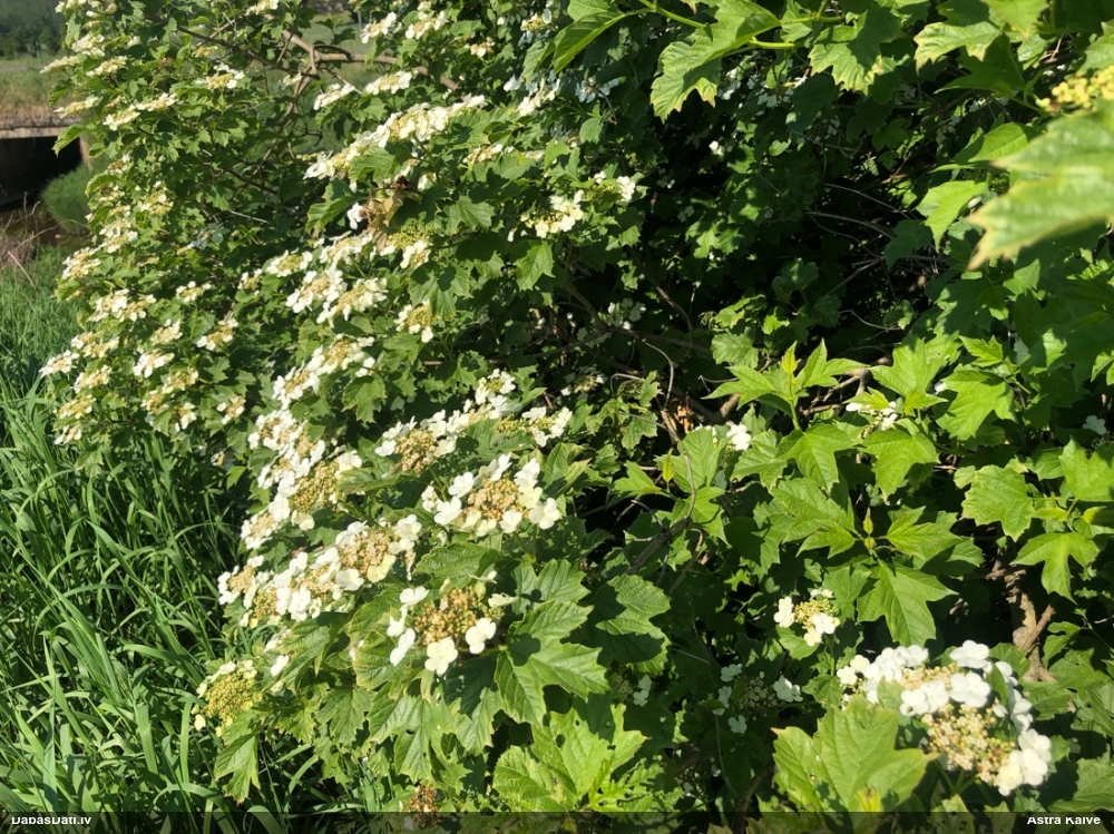 калина обыкновенная