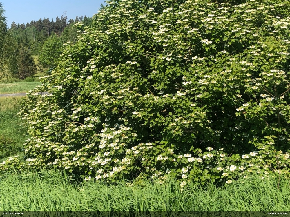 калина обыкновенная