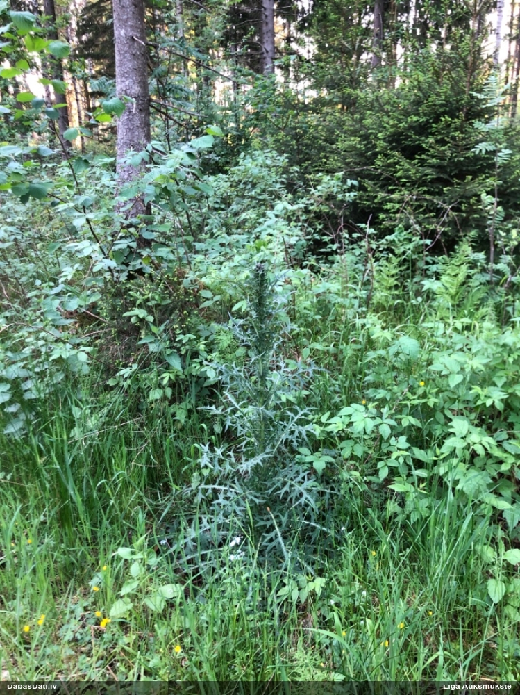 бодяк болотный