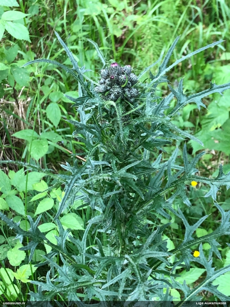 бодяк болотный