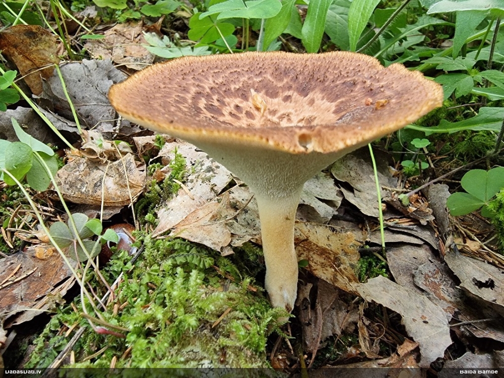 Bumbuļu kātiņpiepe