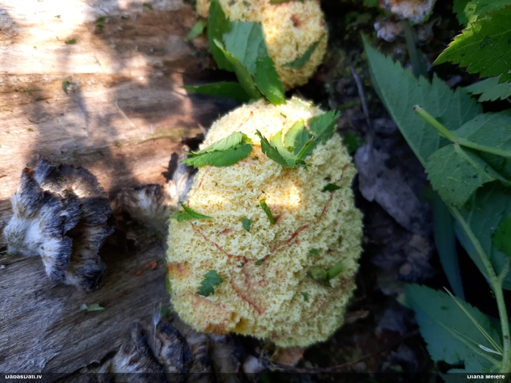 Rūsganais ragansviests