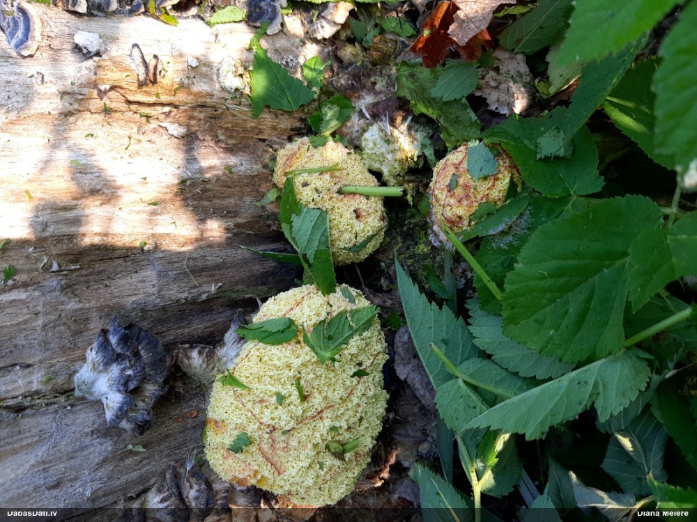 Rūsganais ragansviests