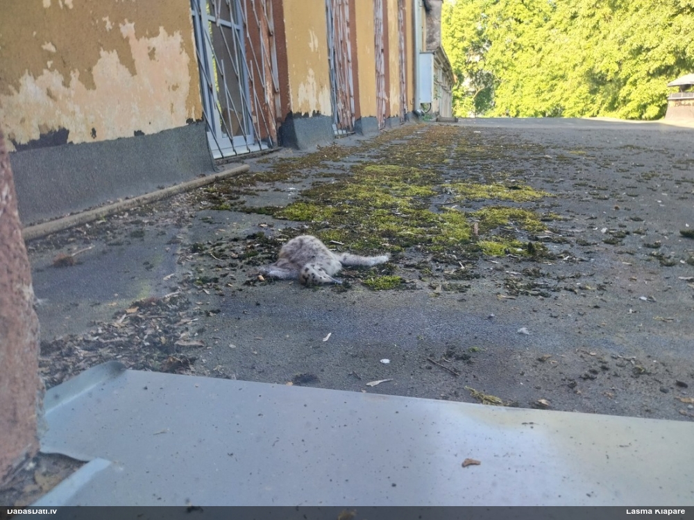 серебристая чайка