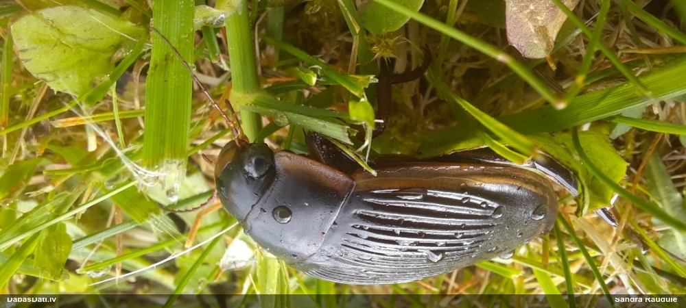 Airvabole Dytiscus sp.