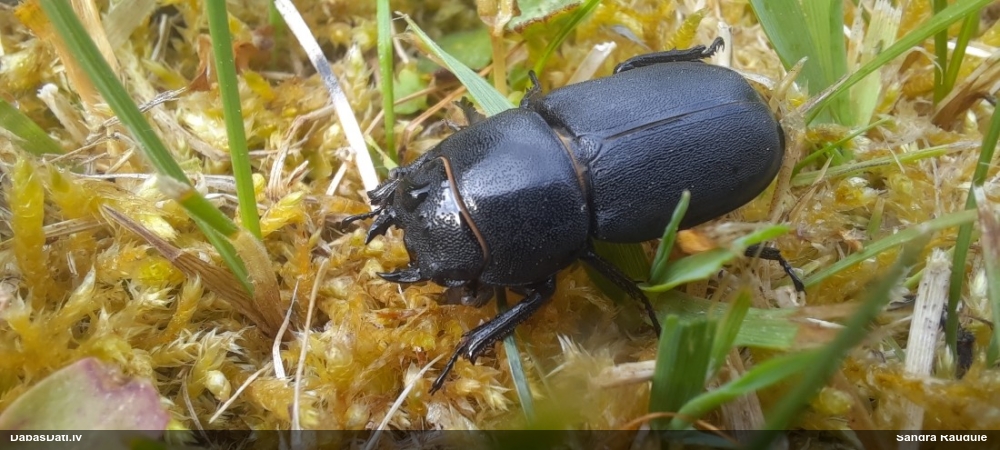 Blāvā briežvabole