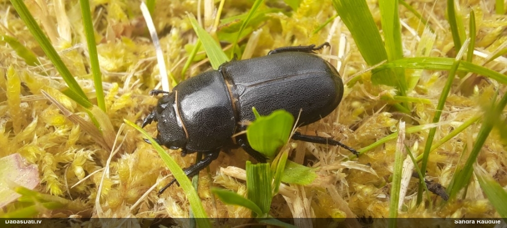 Blāvā briežvabole