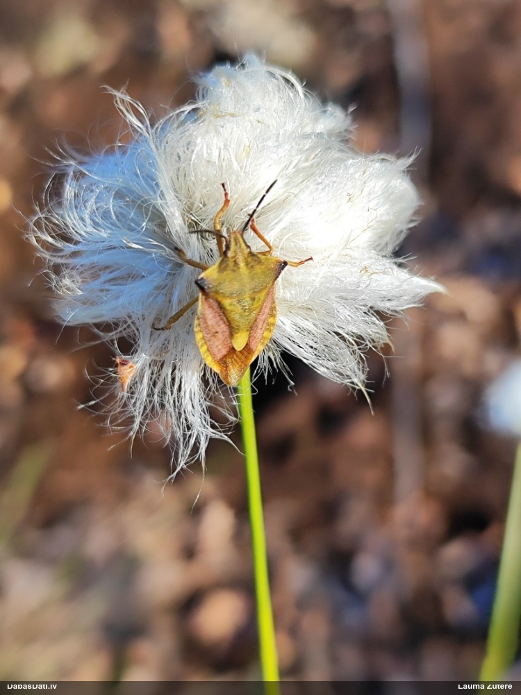 Vairogblakts Carpocoris fuscispinus