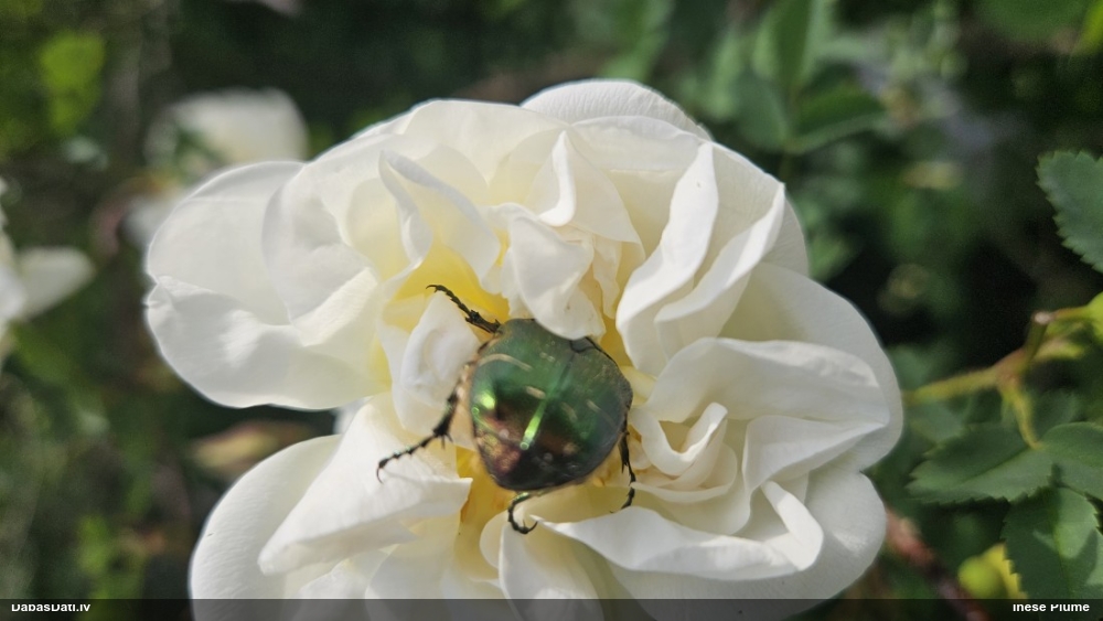 Zeltītā rožvabole