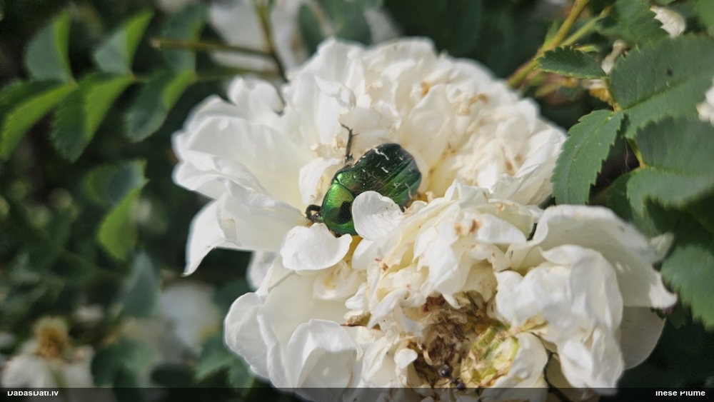 Zeltītā rožvabole