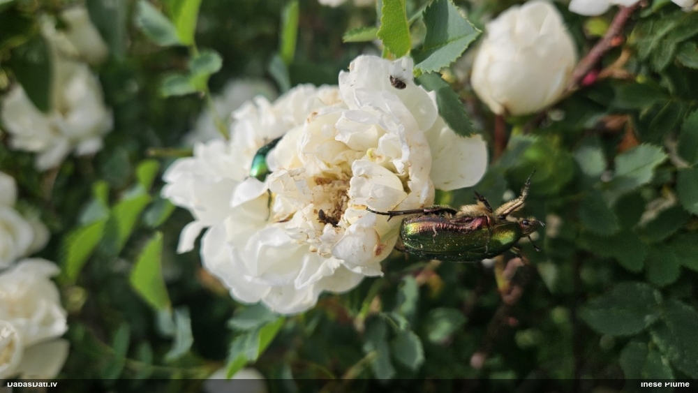 Zeltītā rožvabole