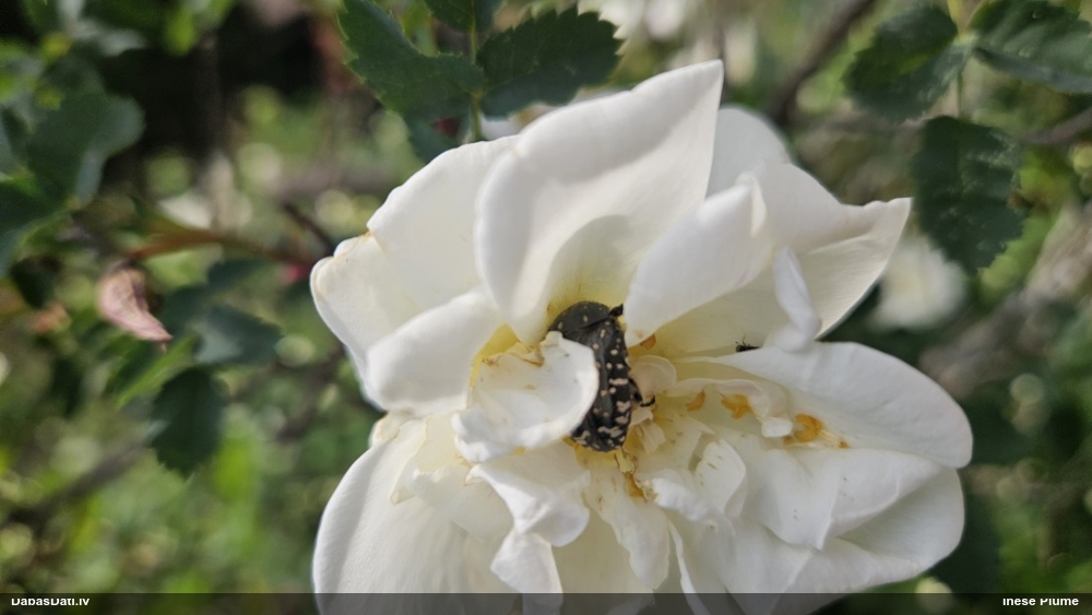 Smirdīgā rožvabole