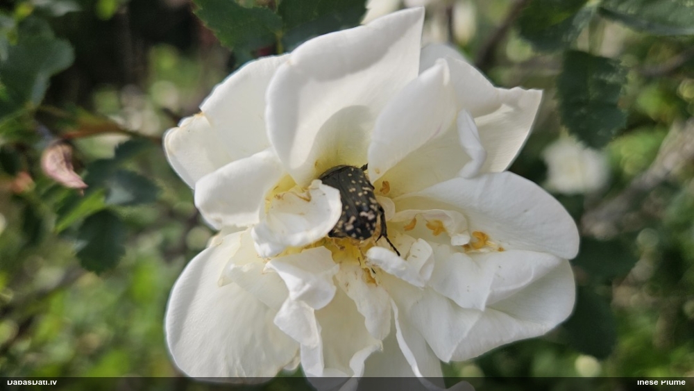 Smirdīgā rožvabole