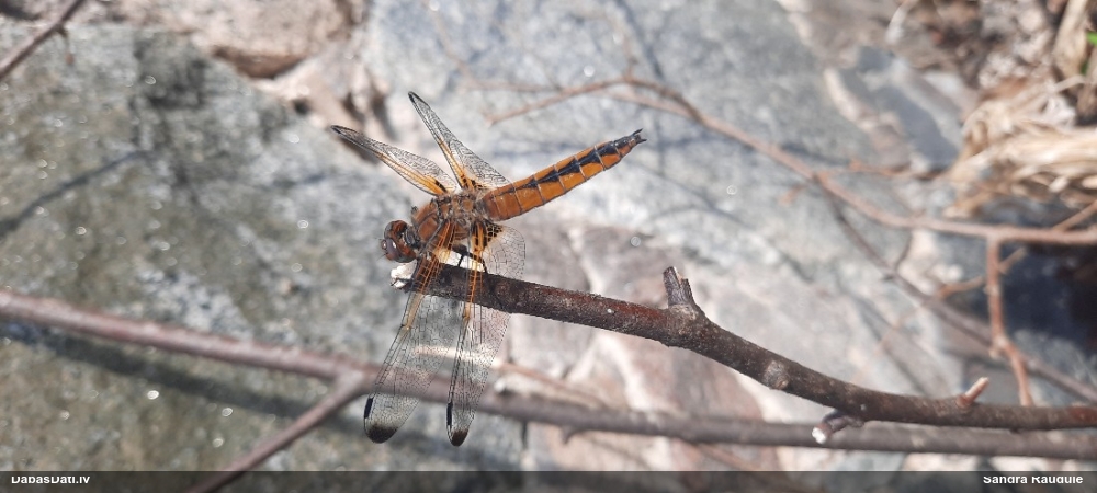 Mainīgā platspāre