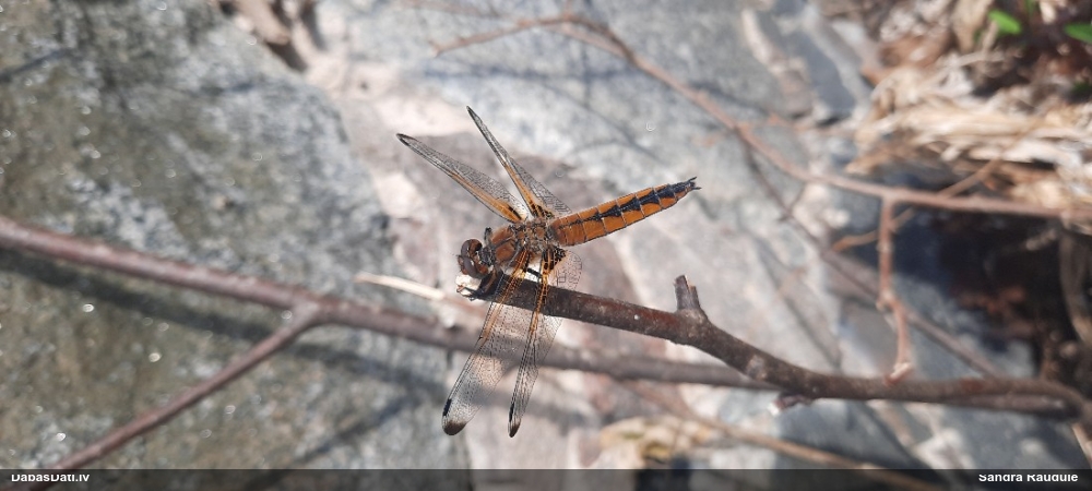 Mainīgā platspāre