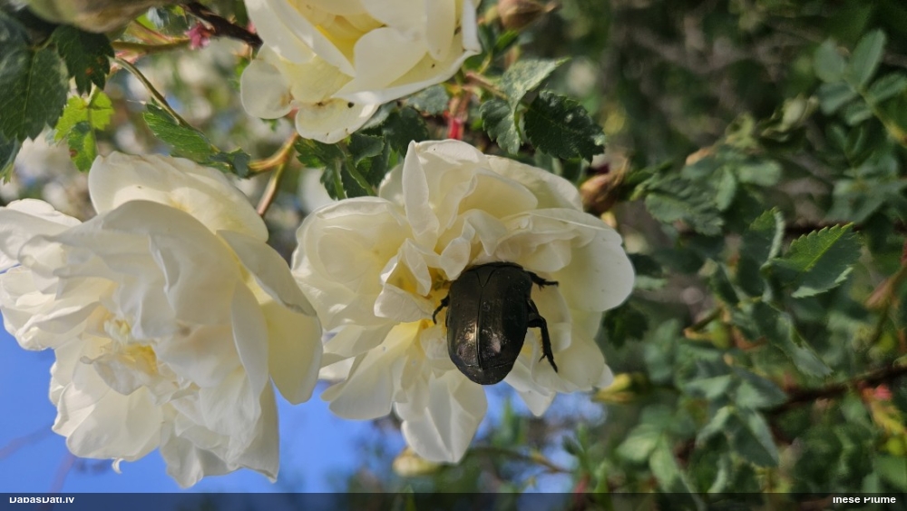 Rožvabole (nenoteikta)
