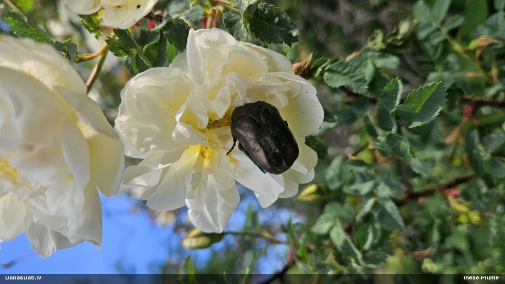 Rožvabole (nenoteikta)