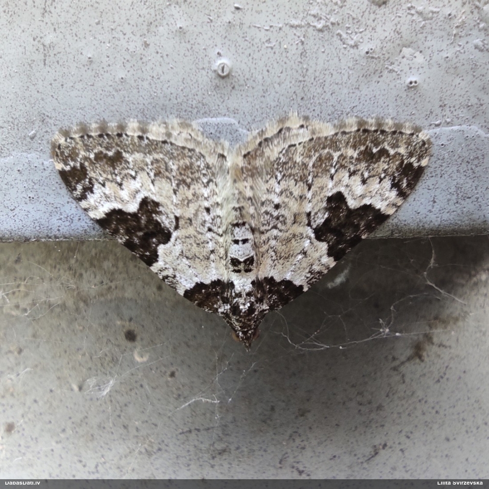 Žodzeņu joslainais lapsprīžmetis