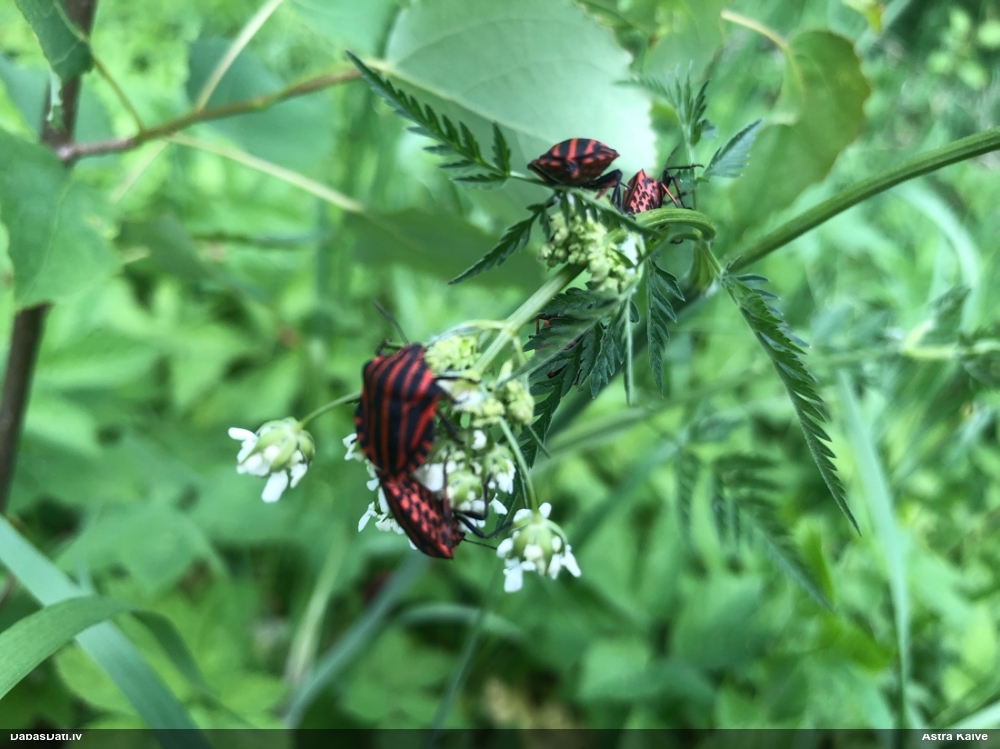 Svītrainā vairogblakts