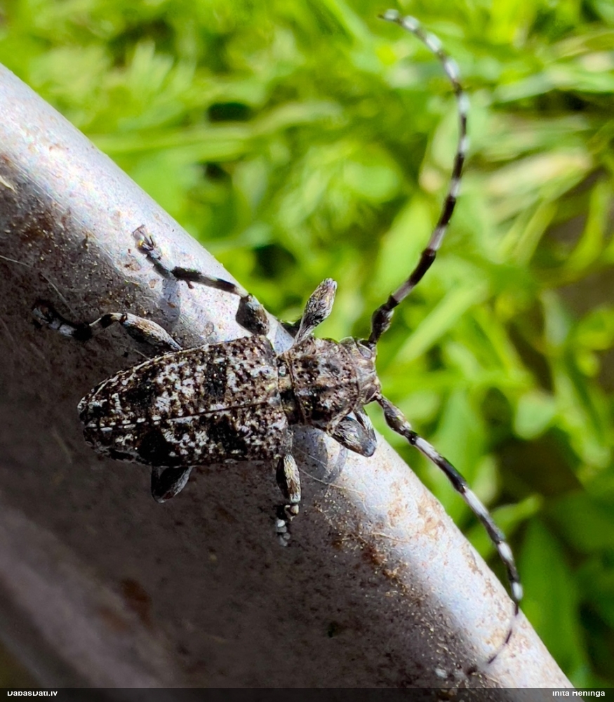 Koksngrauzis Aegomorphus clavipes