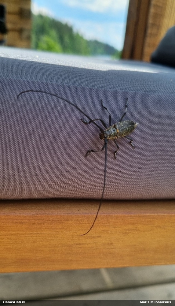 Lielais priežu koksngrauzis