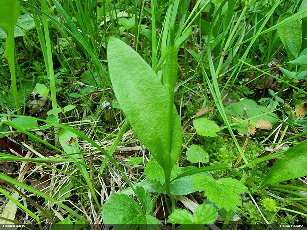 ужовник обыкновенный