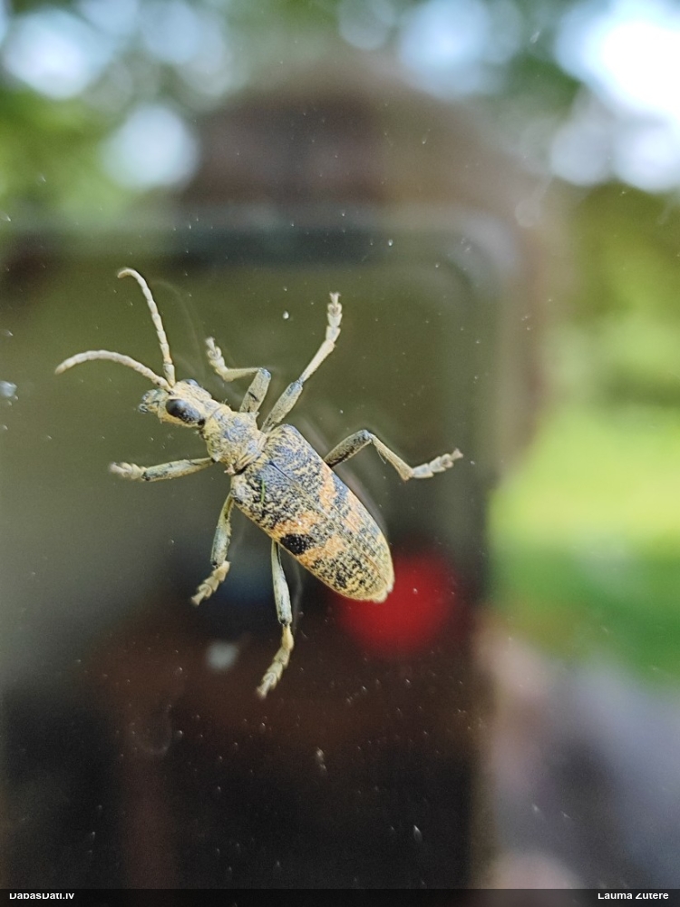 Lapkoku ligzdu koksngrauzis