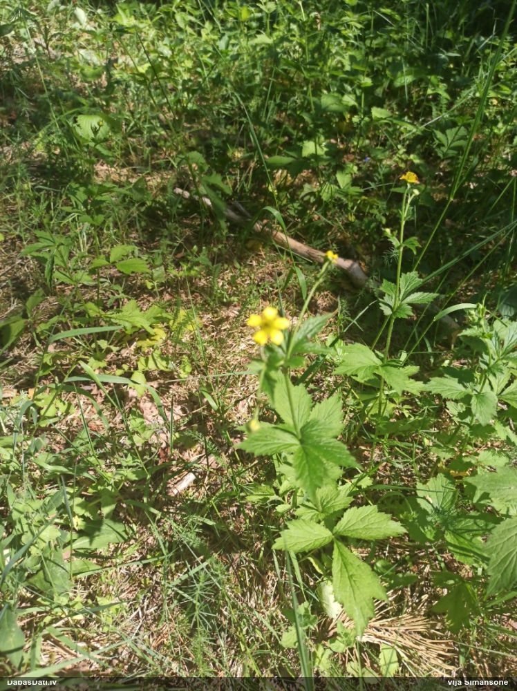 гравилат городской
