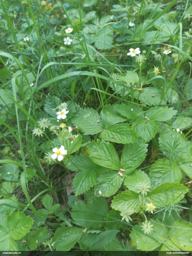 земляника лесная