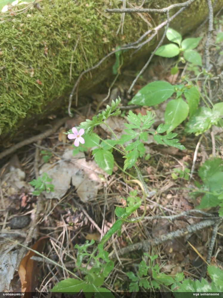 герань Роберта