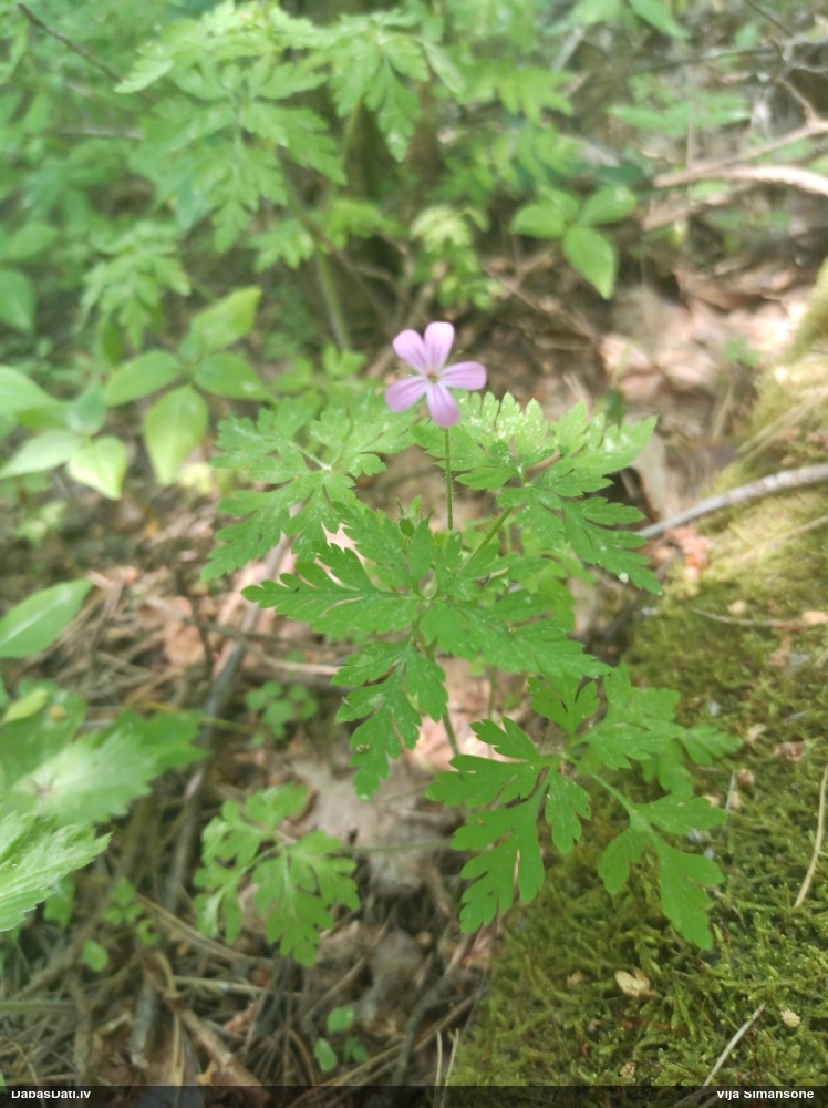 герань Роберта