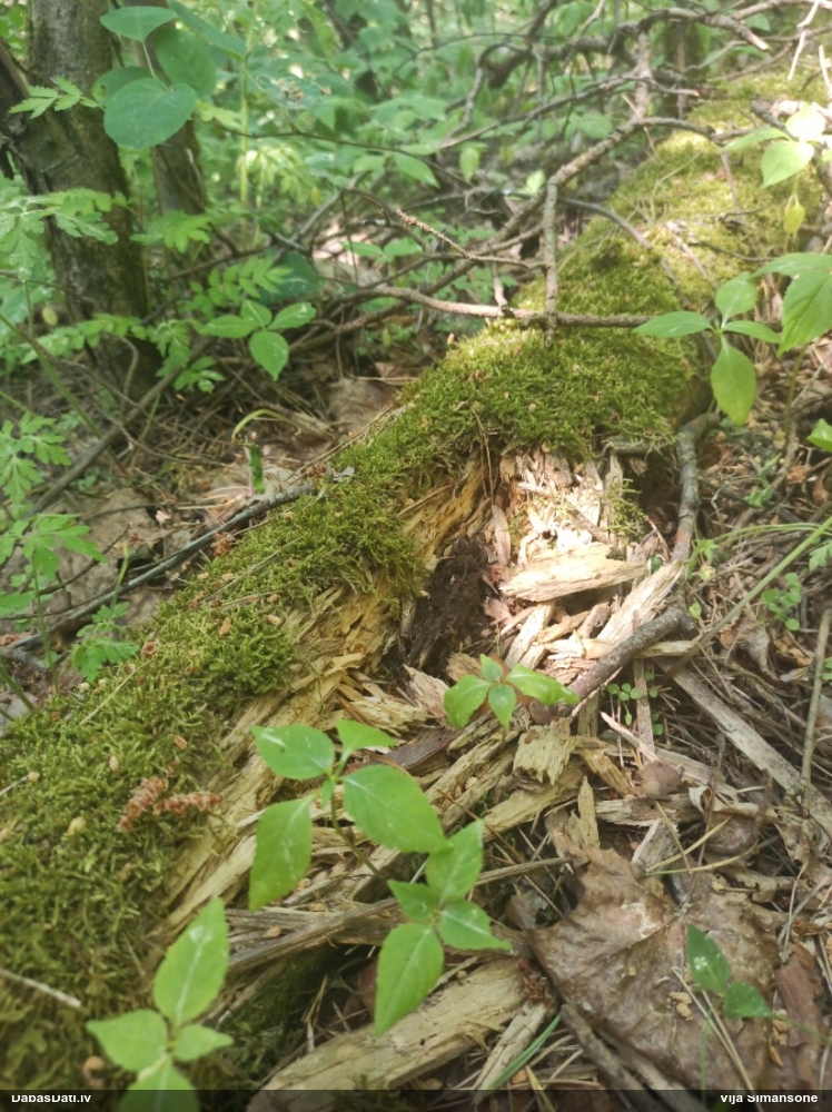 Šokolādes gļotsēne (nenoteikta)