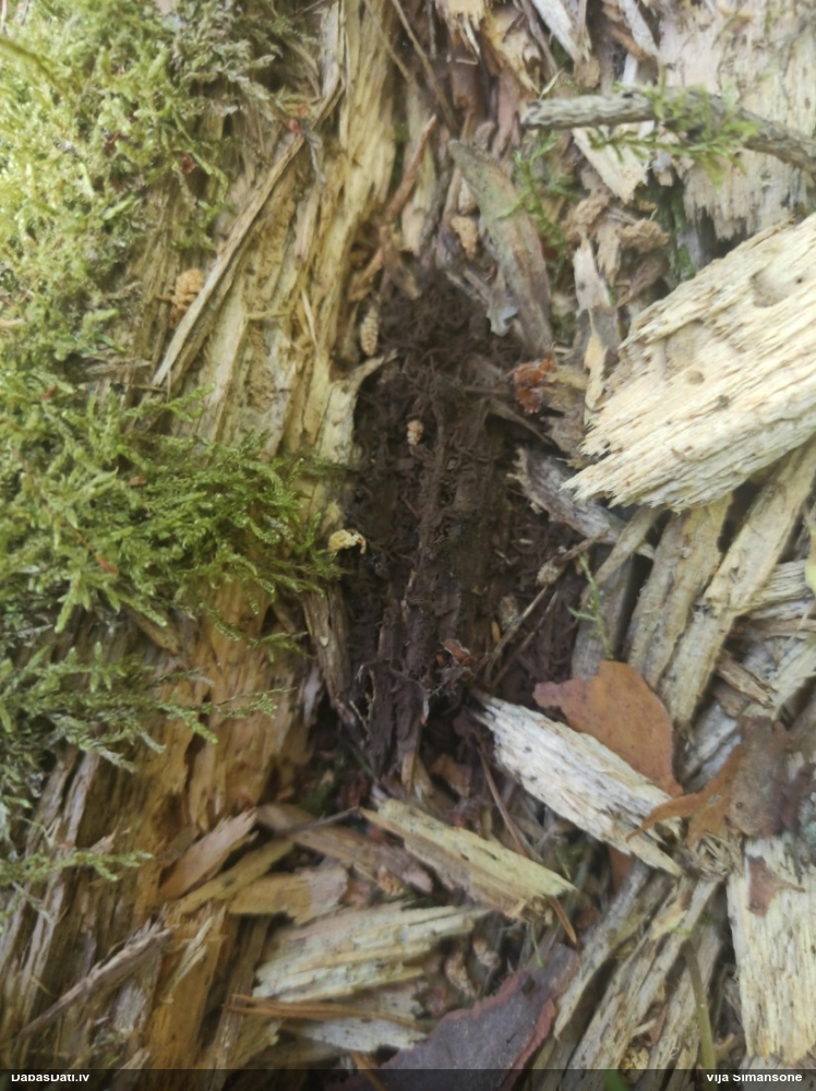 Šokolādes gļotsēne (nenoteikta)