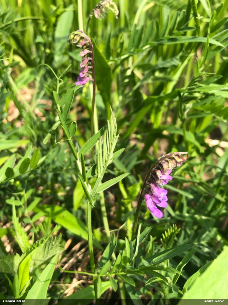 горошек мышиный