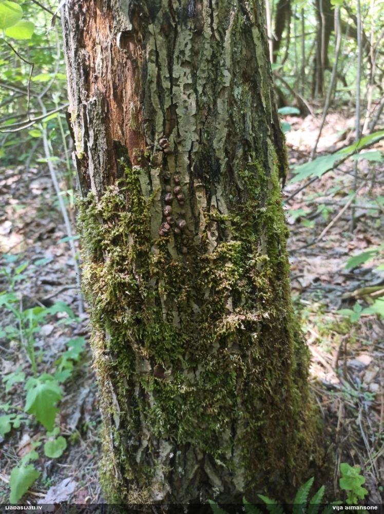 Vilkpienaine (nenoteikta)