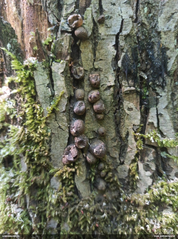 Vilkpienaine (nenoteikta)